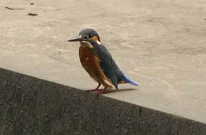 胸の朱が濃いカワセミ