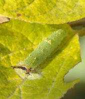 アカボシゴマダラの幼虫