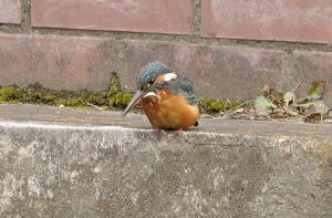 上流のカワセミ