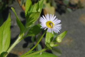 ヒメジオンには名も知らぬ小さな昆虫