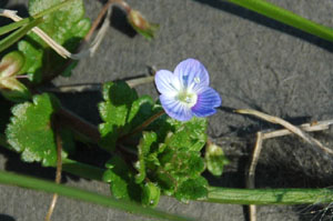 オオイヌノフグリの花