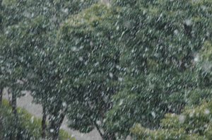 朝の雪