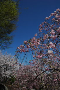 桜並木