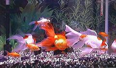 オールスターズ