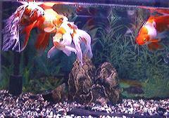 �Ƃ��Ƃ��S�C��