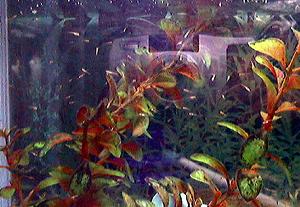 �j���t��