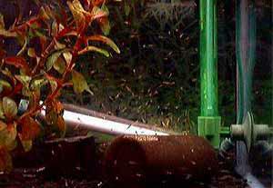 �t���̌Q��