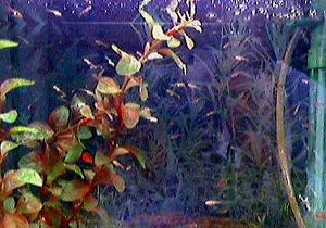 ���������t��