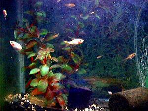 �����炵���Ȃ����t��