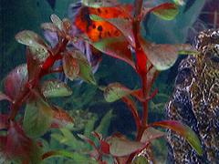 ベニちゃんの卵