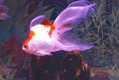 鼻の上に穴の空いたヒノ