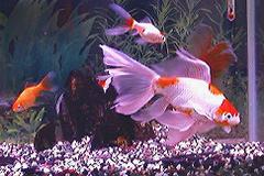 尻尾がボロボロになったコメ