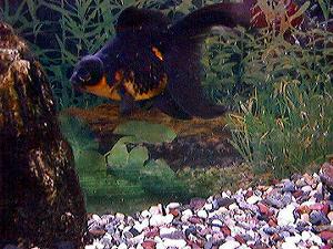 赤くなるクロちゃん