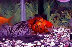 �����W�b�Ƃ��Ă���s�R