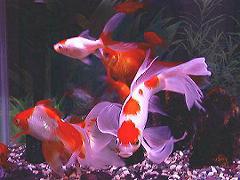 �e�̐����ŉj���q���B