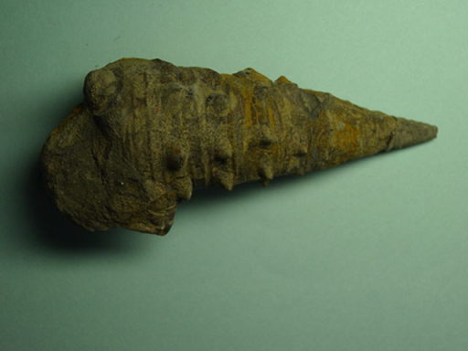 �r�J���A�̉���