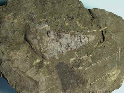 �r�J���A�̉���