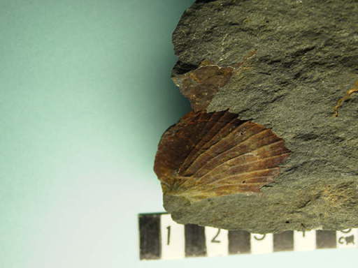 �I�L�V�g�[�}�E���W�\���B�b�`�B�̉���