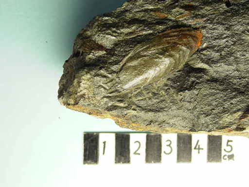 �~�`���X�E�i�T�C�E�i�K�C�f�̉���