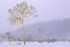 Ikiru