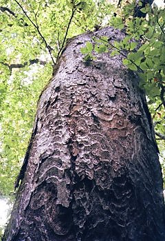 wood #3