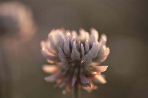 VcNT(3)