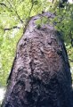 wood #3