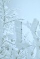i@R