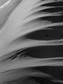 wave
