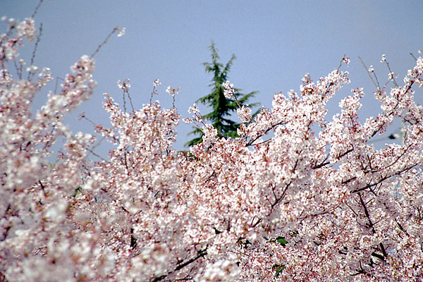 u̒ڎwIvwith CANON EOS Kiss-III, EF 28mm-135mm F3.5-5.6 IS (135mm, f5.6) and Kodak GOLD 100.