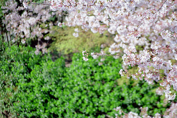 u󒆎Uvwith CANON EOS Kiss-III, EF 28mm-135mm F3.5-5.6 IS (135mm, f5.6) and Kodak GOLD 100.