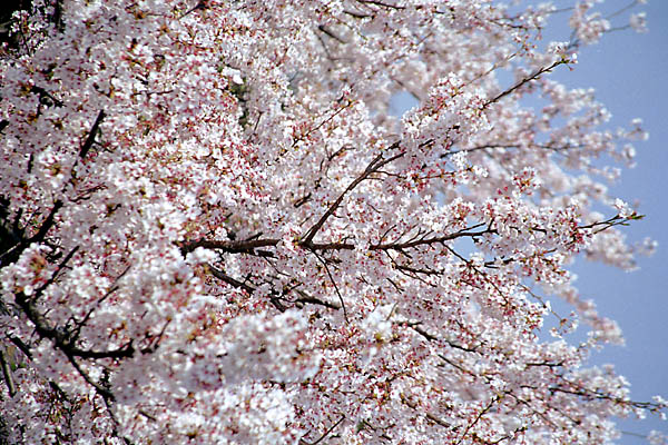 uIɁCÂ[Ivwith CANON EOS Kiss-III, EF 28mm-135mm F3.5-5.6 IS (135mm, f5.6) and Kodak GOLD 100.