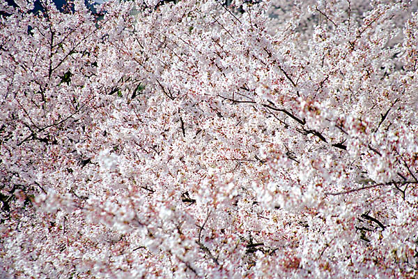 uJvwith CANON EOS Kiss-III, EF 28mm-135mm F3.5-5.6 IS (135mm, f5.6) and Kodak GOLD 100.