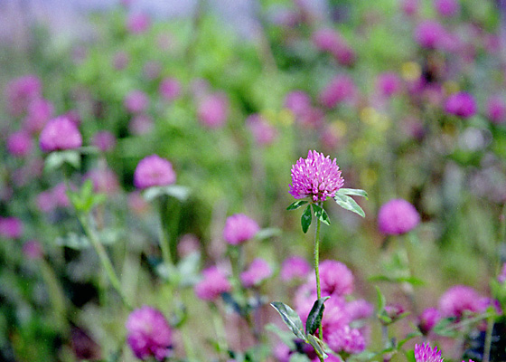 u䂪t̃AJcNTvwith CANON EOS Kiss-III, EF 28mm-135mm F3.5-5.6 IS (135mm, f5.6) and Kodak GOLD 100.