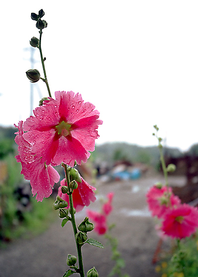 u͂I 񂫁Hvwith RICOH GR1s and FUJIFILM SPERIA100.