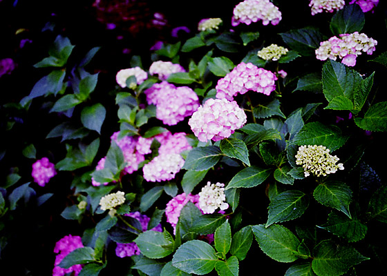 uzԁvwith RICOH GR1s and FUJIFILM SPERIA100.