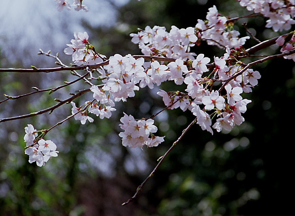 uԁvwith CANON EOS Kiss-III, EF 28mm-135mm F3.5-5.6 IS (135mm, f5.6) and FUJIFILM SUPER100.