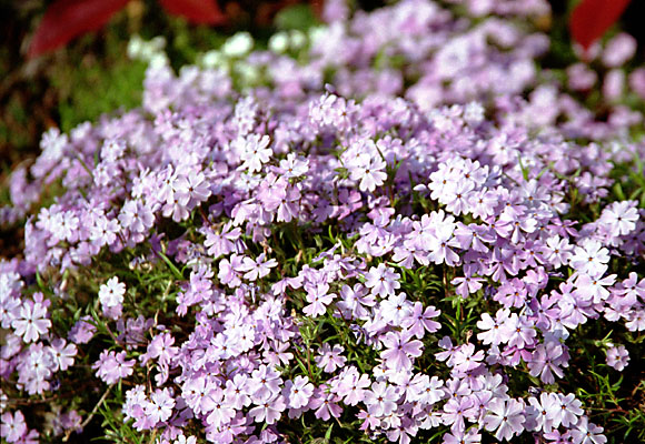 uԂ̍^vwith CANON EOS Kiss-III, EF 28mm-135mm F3.5-5.6 IS (135mm, f5.6) and FUJIFILM SUPER100.
