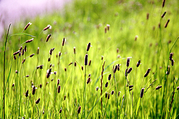 uPvwith CANON EOS Kiss-III, EF 28mm-135mm F3.5-5.6 IS (50mm, f4.5) and FUJIFILM SUPER400.