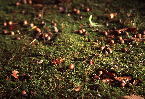 uȏHvwith CANON EOS Kiss-III, EF 28mm-135mm F3.5-5.6 IS (135mm, f5.6) and Kodak DYNA EX 100.