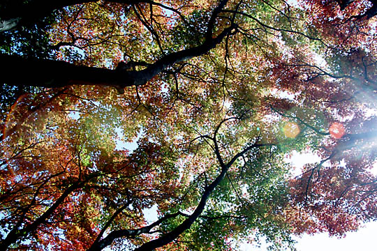 u̐F̓V̐vwith CANON EOS Kiss-III, EF 28mm-135mm F3.5-5.6 IS (ڍוs ^^;) and FUJIFILM SUPERIA100.