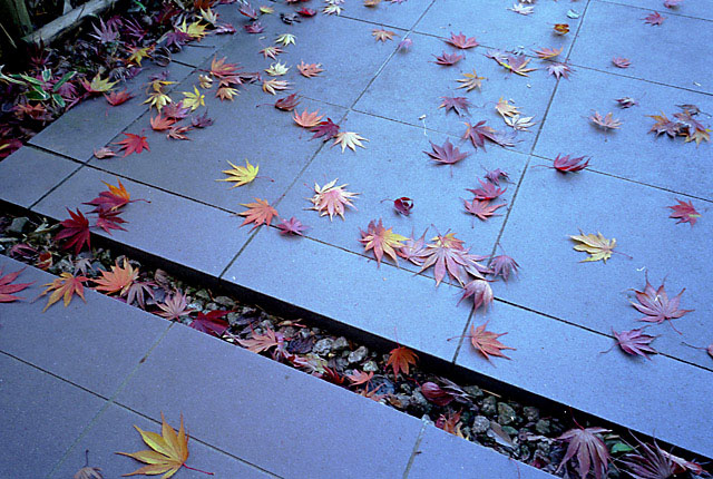 ugtƉt̋vwith RICOH GR1s and KODAK GOLD100.