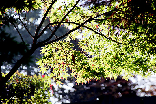 ǔɁvwith CANON EOS Kiss-III, EF 28mm-135mm F3.5-5.6 IS (135mm, f5.6) and FUJIFILM SUPERIA100.