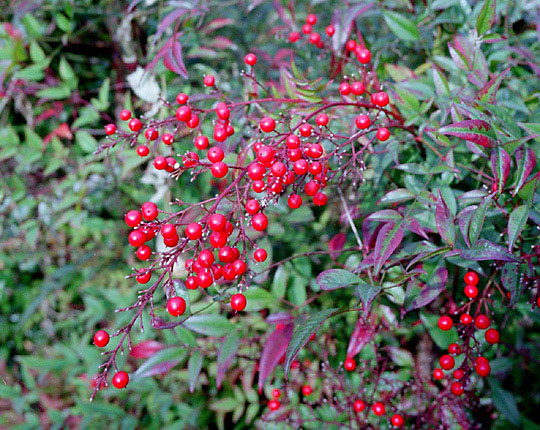uԂ^삽vwith RICOH GR1s & Fuji REALA ACE.