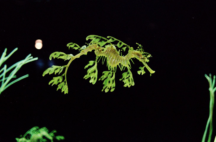 uV[hSvwith Konica HEXER Silver.