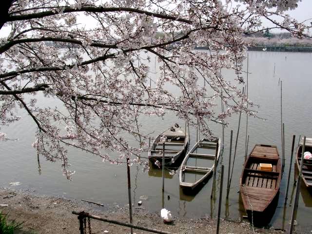 伊佐沼（川越市）