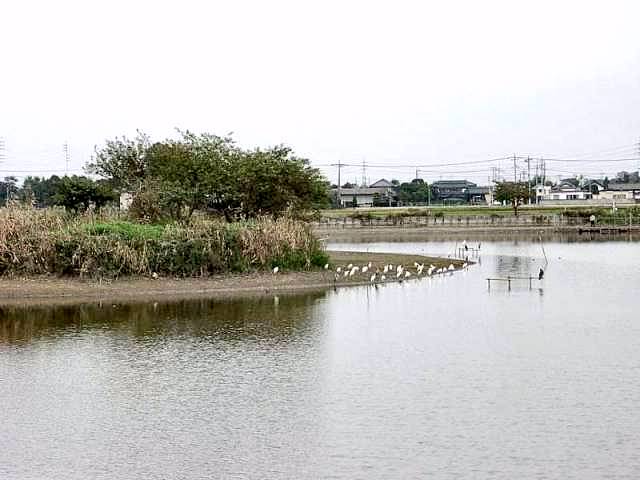 伊佐沼（川越市）