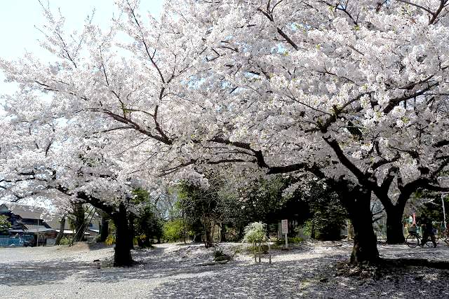 初雁公園