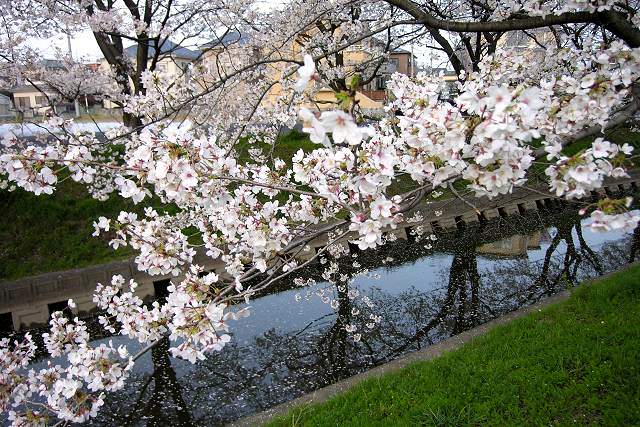 新河岸川の桜（川越市）