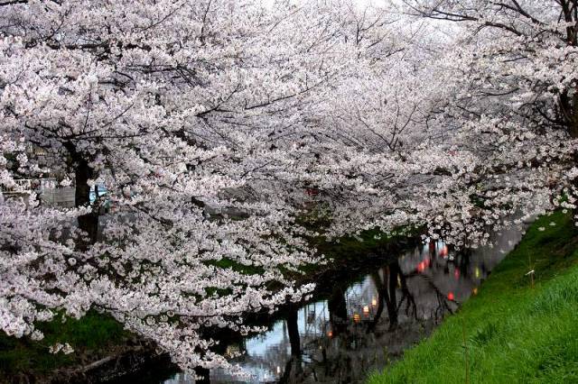 新河岸川の桜（川越市）